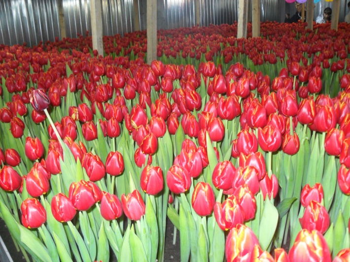 Фестиваль цветения тюльпанов в Тункинском районе Фестиваль цветения тюльпанов в Тункинском районе